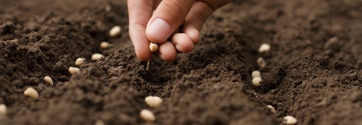 Saatgut wird in der Erde verteilt.